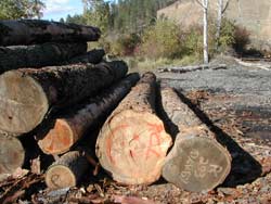 Uncut Logs